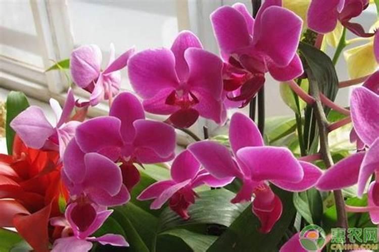 炒熟的花生怎么做花肥
