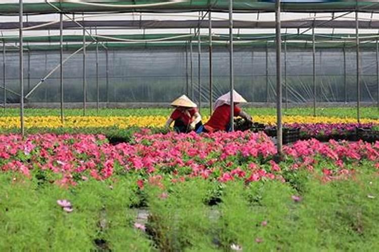 珠海适合养什么花