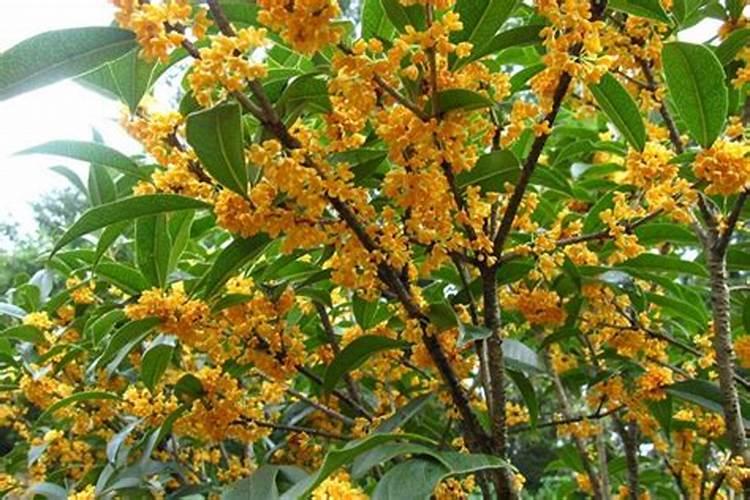 桂花施什么肥最好