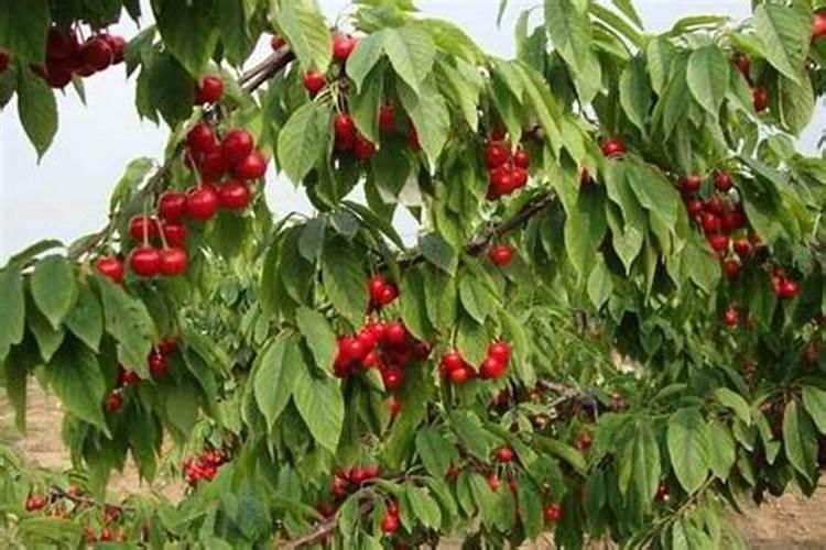 种菜用什么肥料最好