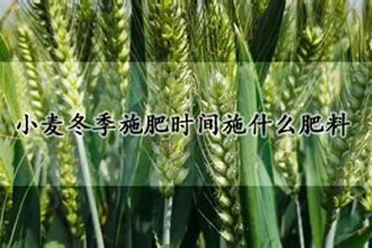 小麦冬前喷什么叶面肥