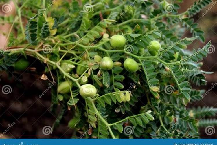 鹰嘴豆的种植方法 怎么种植鹰嘴豆