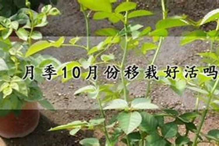 月季什么时候施肥