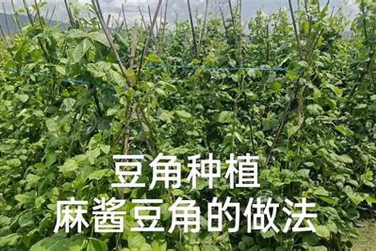 豆角种植时间和方法是怎样的？