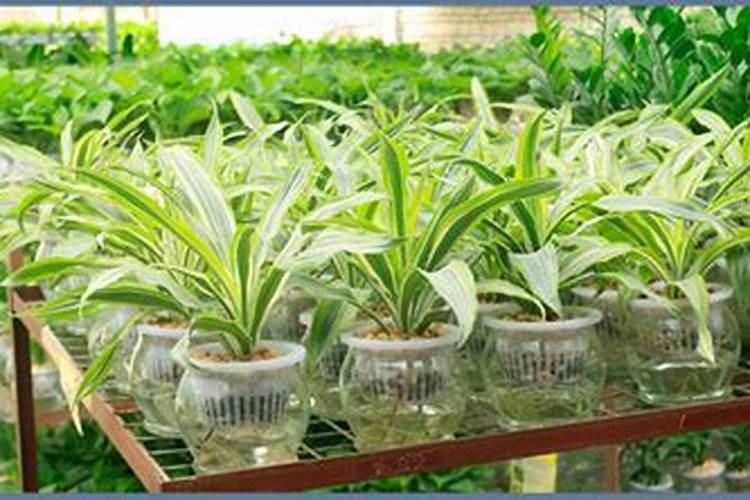 富粒美穗叶面肥对完水放一天一夜还能用吗？