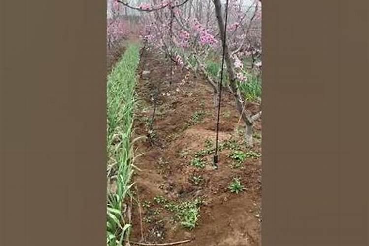 种植桃园讲究什么