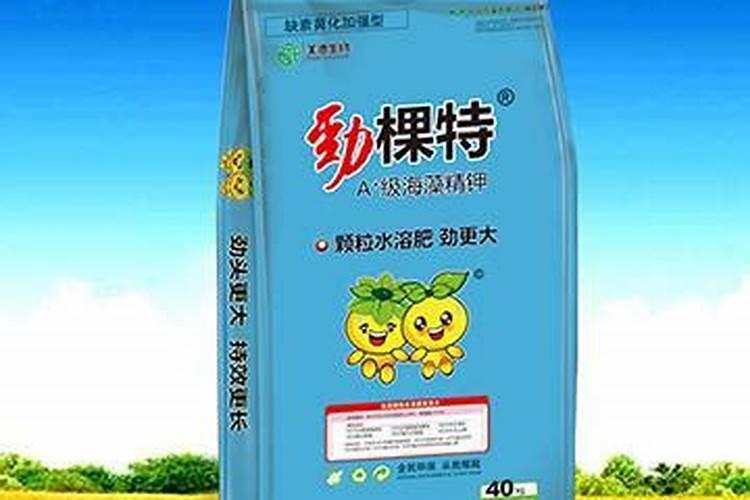 对节白蜡多少钱一棵？对节白蜡价格行情