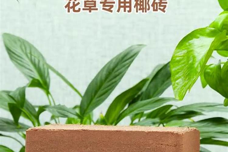 牡丹花怎么施肥