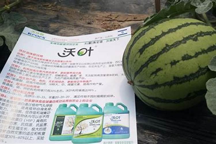 西瓜用的水溶肥和复合肥哪个好