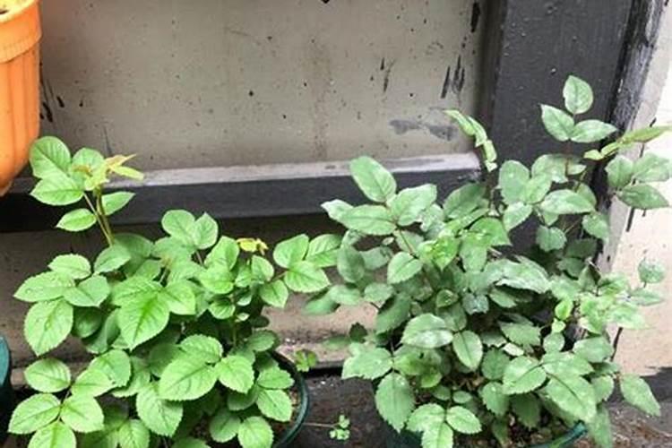种菜施底肥的正确方法 种菜如何正确施底肥