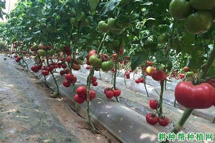 西红柿施什么肥最好