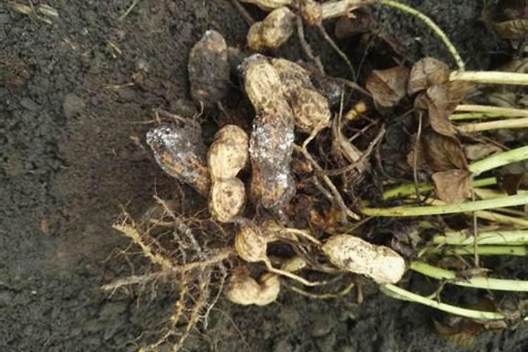 水里有青苔能喝吗 水里有青苔能不能喝