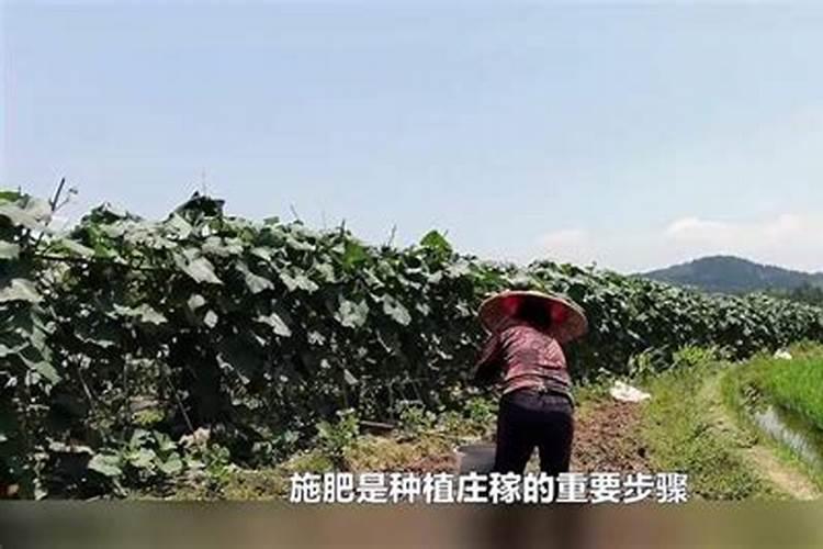 种菜多久施一次肥 种植多长时间需要施肥