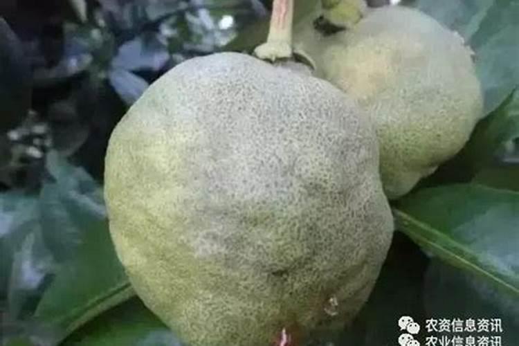 沙糖桔两年树新芽不转绿怎么回事