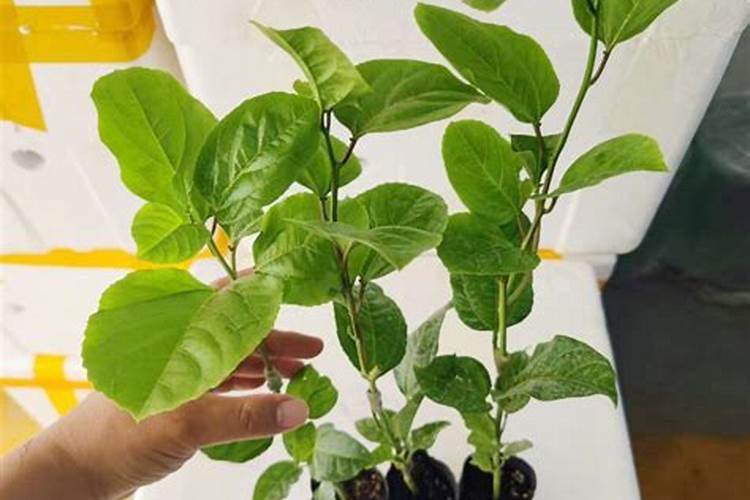 车厘子树苗的种植方法