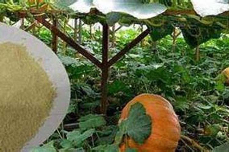车厘子盆栽种植方法 教你解答栽培