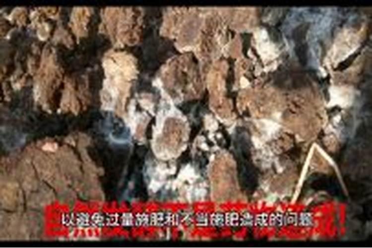 平安树的叶子怎么养绿