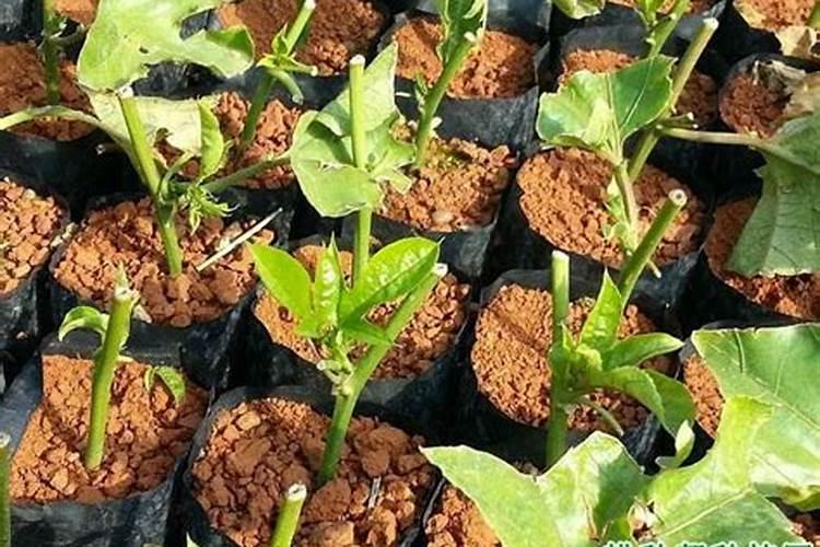 百香果追肥用什么肥料好？百香果用哪种水溶肥能增产？百香果如何施肥？