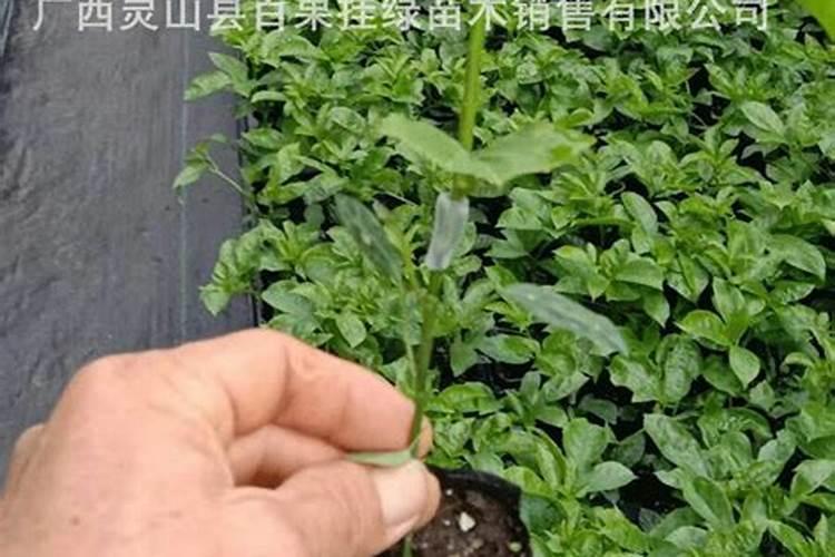 苹果树补钙的叶面肥有哪些苹果树叶面肥一年喷几次都喷什么肥