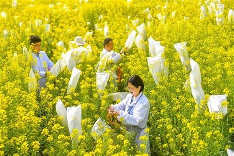 发财树用什么肥料最好