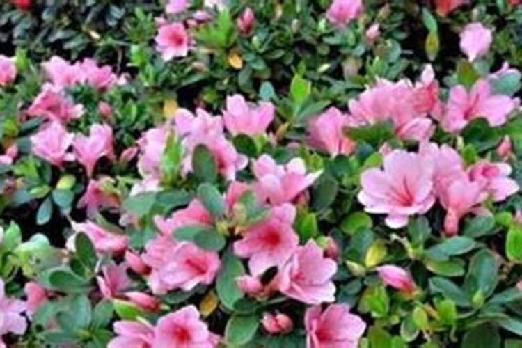 花椒树施什么肥最佳