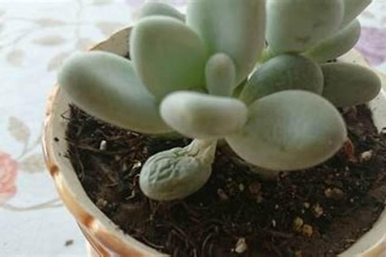 过磷酸钙是什么