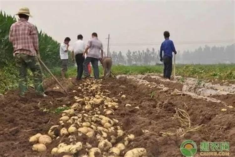 什么肥可促进花芽分化呢、什么肥料养花最好的