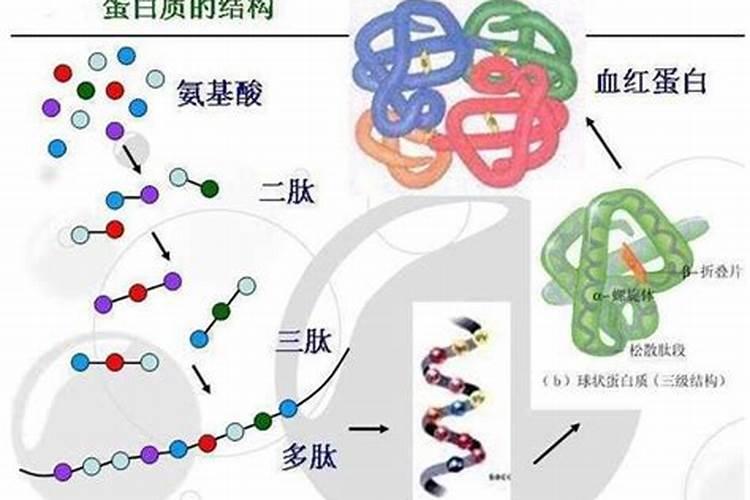 什么是含氨基酸水溶肥？