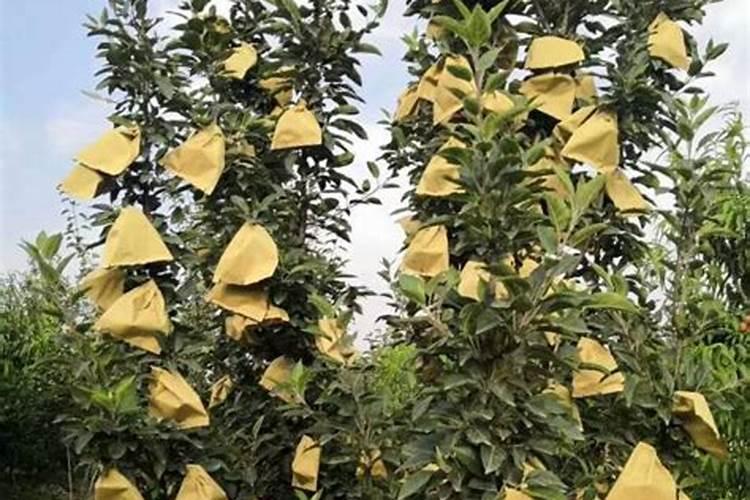 苹果套完袋上什么肥料？