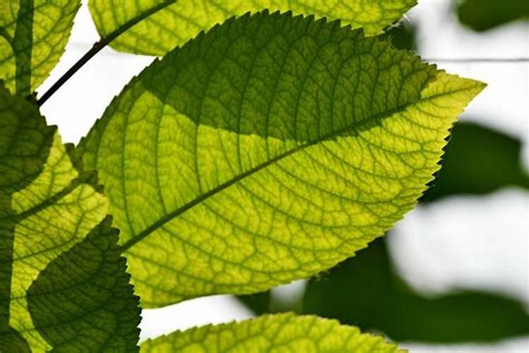 红薯打什么叶面肥增产 植物叶面肥有哪些