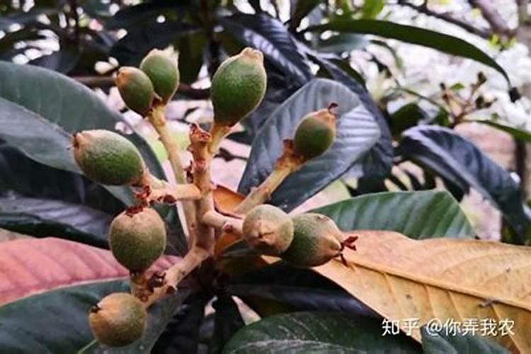 种红薯喷什么叶面肥可以增产？有推荐的吗？