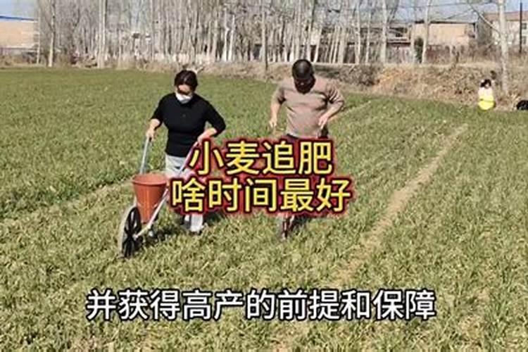 小麦什么时间追肥最合适