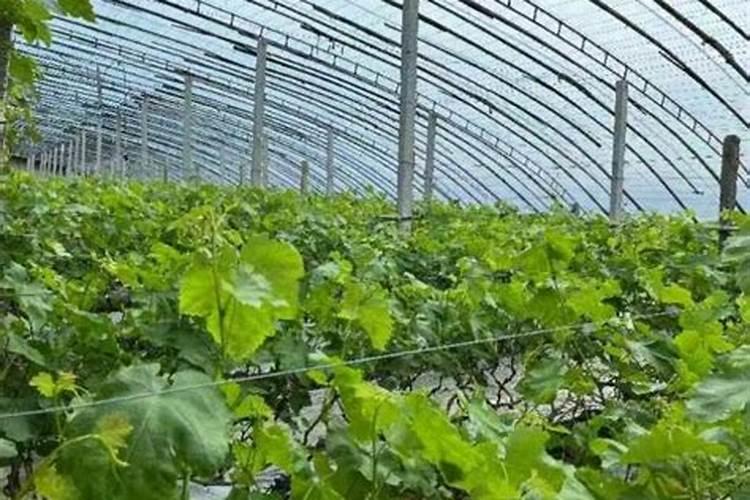 大棚底肥一般用什么肥料？