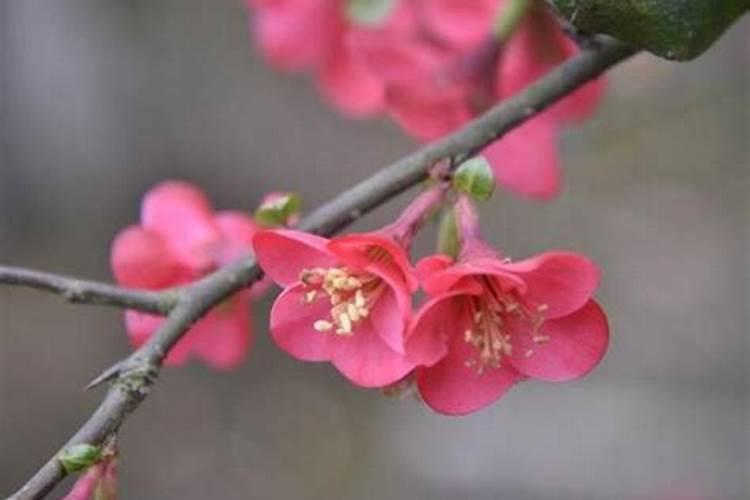氮、磷、钾三种化肥的区别方法