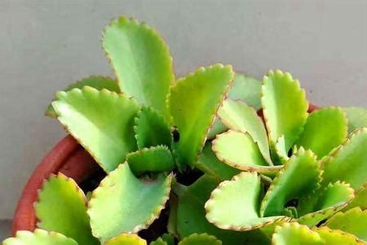 宽叶不死鸟植物怎么养