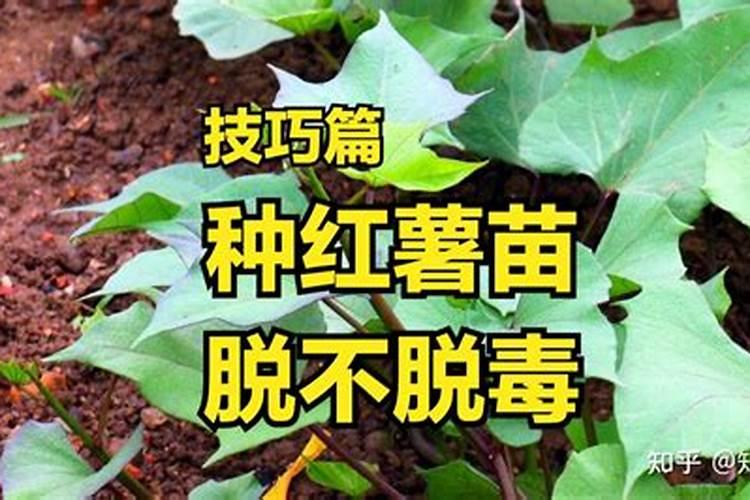 金桔树用什么肥料