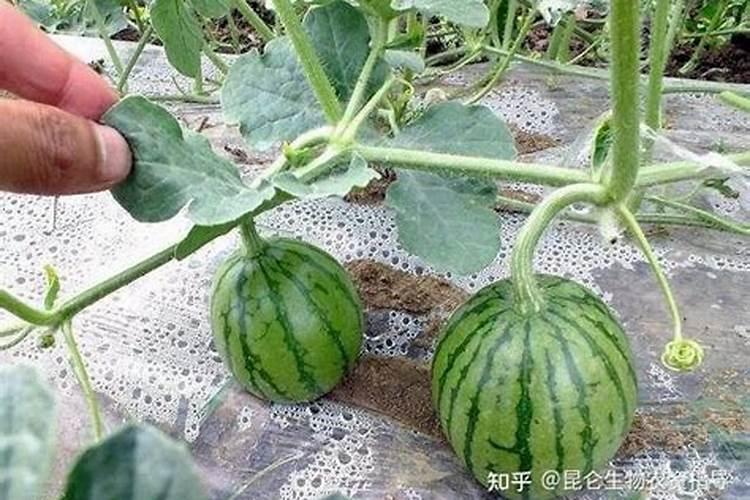 柑橘采收后喷什么叶面肥好？