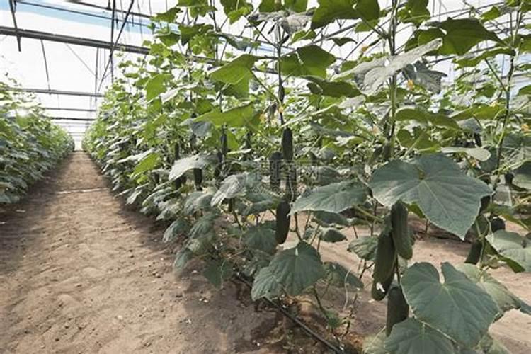 黄瓜座果期用哪种水溶肥效果好？黄瓜保花保果用什么肥料？