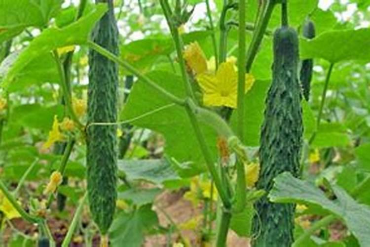 温室越冬黄瓜打硼钙促进花芽分化吗