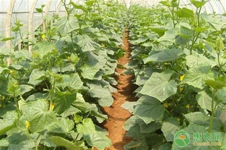 给黄瓜施肥能直接施在根部吗黄瓜施肥烧根怎么解救