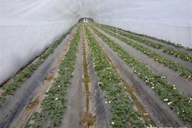 海藻碳酶有机肥可以溶解后浇灌蔬菜吗？