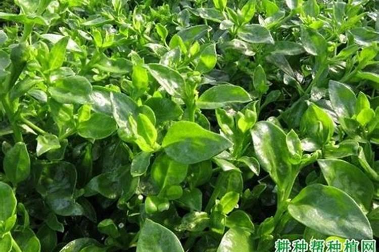 芹菜追肥用什么肥料好