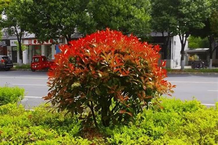 红叶石楠如何施肥和管理