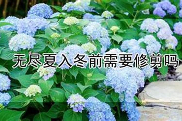 夏天干死了的无尽夏秋天冒牙了需要施肥吗？
