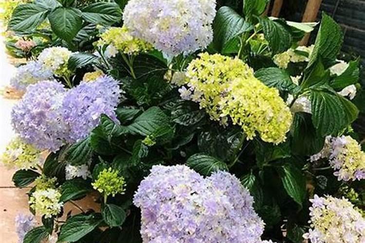 无尽夏多久开花,花期有多长