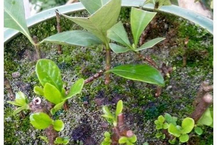 如何判断大白菜缺少钾肥？