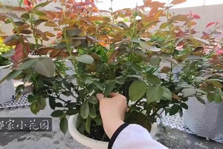月季花如何追肥