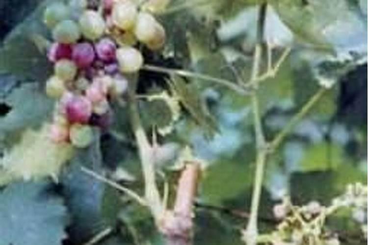 葡萄树施什么肥好
