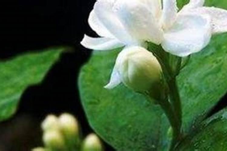 兰花用什么肥可以多开花,自制兰花肥料方法