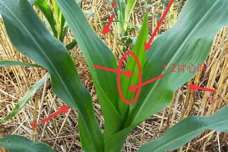 玉米多大可以打叶面肥